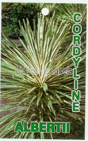 CORDYLINE Albertii - Click Image to Close