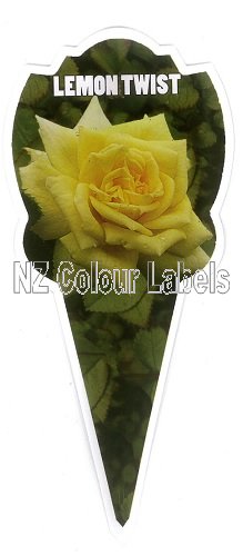 ROSE MINIATURE Lemon Twist - Click Image to Close