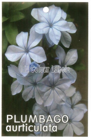 PLUMBAGO auriculata - Click Image to Close