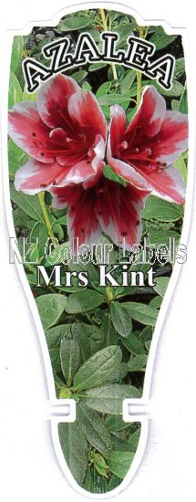 AZALEA Evergreen MRS KINT - Click Image to Close