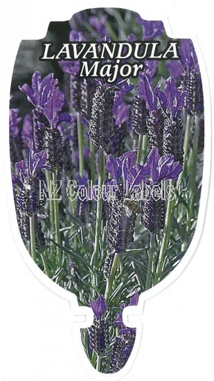 LAVANDULA stoechas MAJOR - Click Image to Close