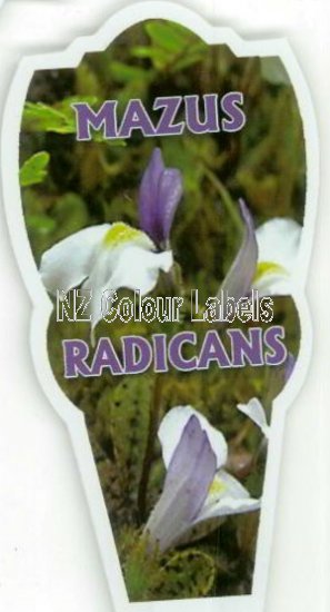 MAZUS Radicans - Click Image to Close