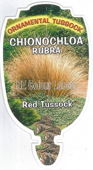 CHIONOCHLOA rubra - Click Image to Close