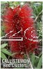 CALLISTEMON Red Clusters