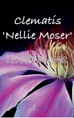 CLEMATIS NELLIE MOSER - Click Image to Close