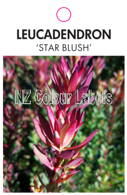 LEUCADENDRON STAR BLUSH - Click Image to Close