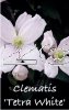 CLEMATIS TETRA WHITE