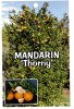 MANDARIN Thorny