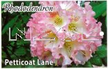 RHODODENDRON Petticoat Lane