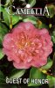 CAMELLIA Guest Of Honour Japonica