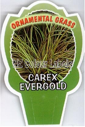 CAREX Evergold - Click Image to Close