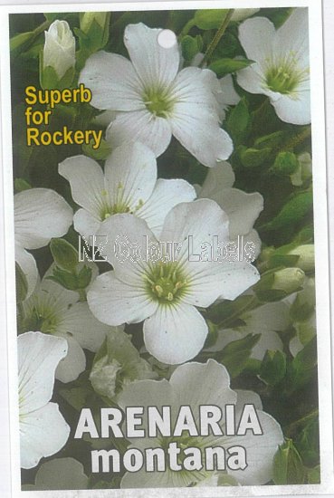 ARENARIA montana Alba - Click Image to Close