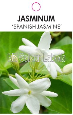 JASMINUM SPANISH JASMINE - Click Image to Close