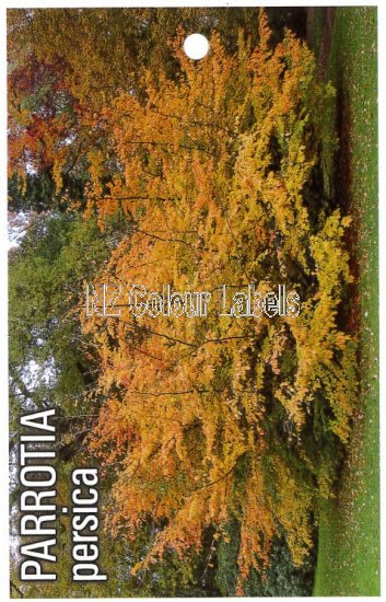 PARROTIA Persica - Click Image to Close