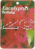 EUCALYPTUS ficifolia