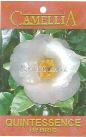 CAMELLIA Quintessence Hybrid - Click Image to Close