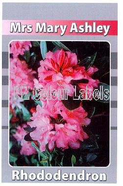 RHODODENDRON Mrs Mary Ashley - Click Image to Close