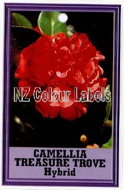 CAMELLIA Treasure Trove Hybrid - Click Image to Close