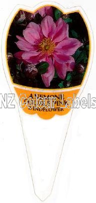 ANEMONE Hybrid Dbl Pink - Click Image to Close