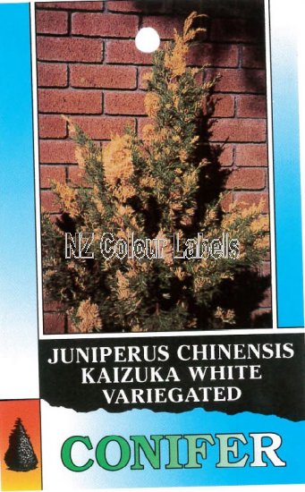 JUNIPERUS chin. Kaizuka Variegata - Click Image to Close