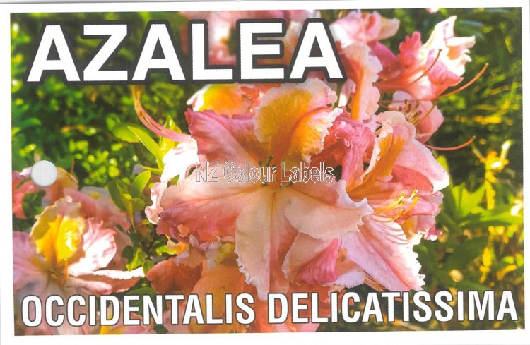 AZALEA Deciduous Occ. Delicatissima - Click Image to Close