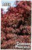 ACER dissectum Crimson Princess