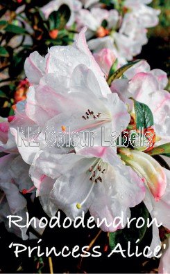 RHODODENDRON Princess Alice - Click Image to Close