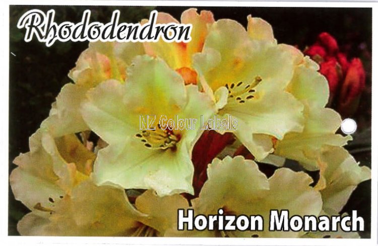 RHODODENDRON Horizon Monarch - Click Image to Close