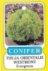 Thuja Orientalis Westmont