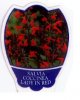 SALVIA coccinea Lady In Red