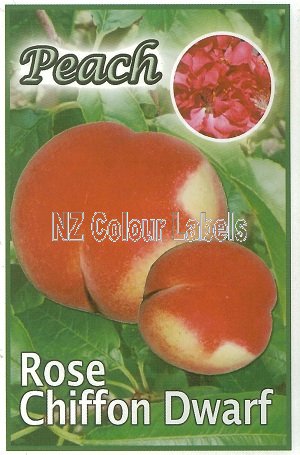 PEACH Rose Chiffon Dwarf - Click Image to Close