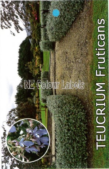 TEUCRIUM fruticans - Click Image to Close