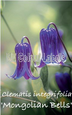 CLEMATIS MONGOLIAN BELLS - Click Image to Close