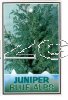 JUNIPERUS chin. Blue Alps