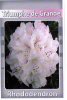 RHODODENDRON Triumphe De Grande