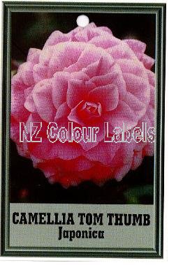 CAMELLIA Tom Thumb Japonica - Click Image to Close