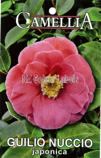 CAMELLIA Guilio Nuccio Japonica - Click Image to Close