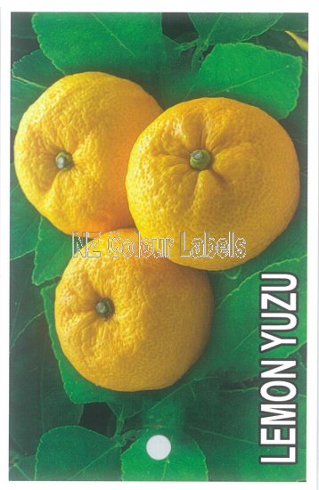 LEMON yuzu - Click Image to Close