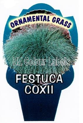 FESTUCA coxii - Click Image to Close