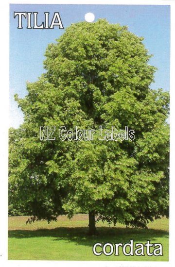 TILIA cordata - Click Image to Close