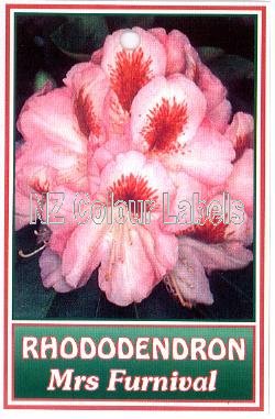 RHODODENDRON Mrs Furnival - Click Image to Close