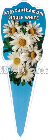 ARGYRANTHEMUM Single White Fine Fol - Click Image to Close