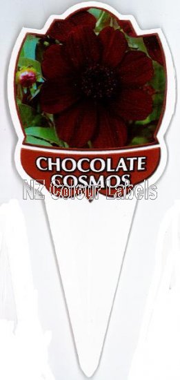 COSMOS Chocolate Cosmos - Click Image to Close