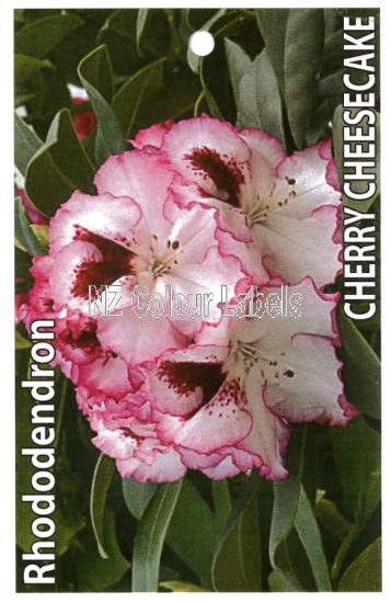 RHODODENDRON Cherry Cheesecake - Click Image to Close