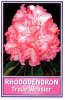 RHODODENDRON Trude Webster