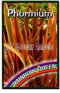 PHORMIUM Rainbow Queen - Click Image to Close