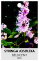 SYRINGA josiflexa 'Bellicent' SYRINGA josiflexa 'Bellicent'