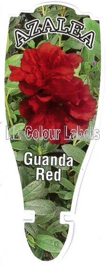 AZALEA Evergreen GUANDA RED - Click Image to Close