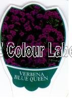 VERBENA Blue Queen - Click Image to Close