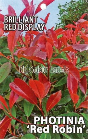 PHOTINIA Red Robin - Click Image to Close